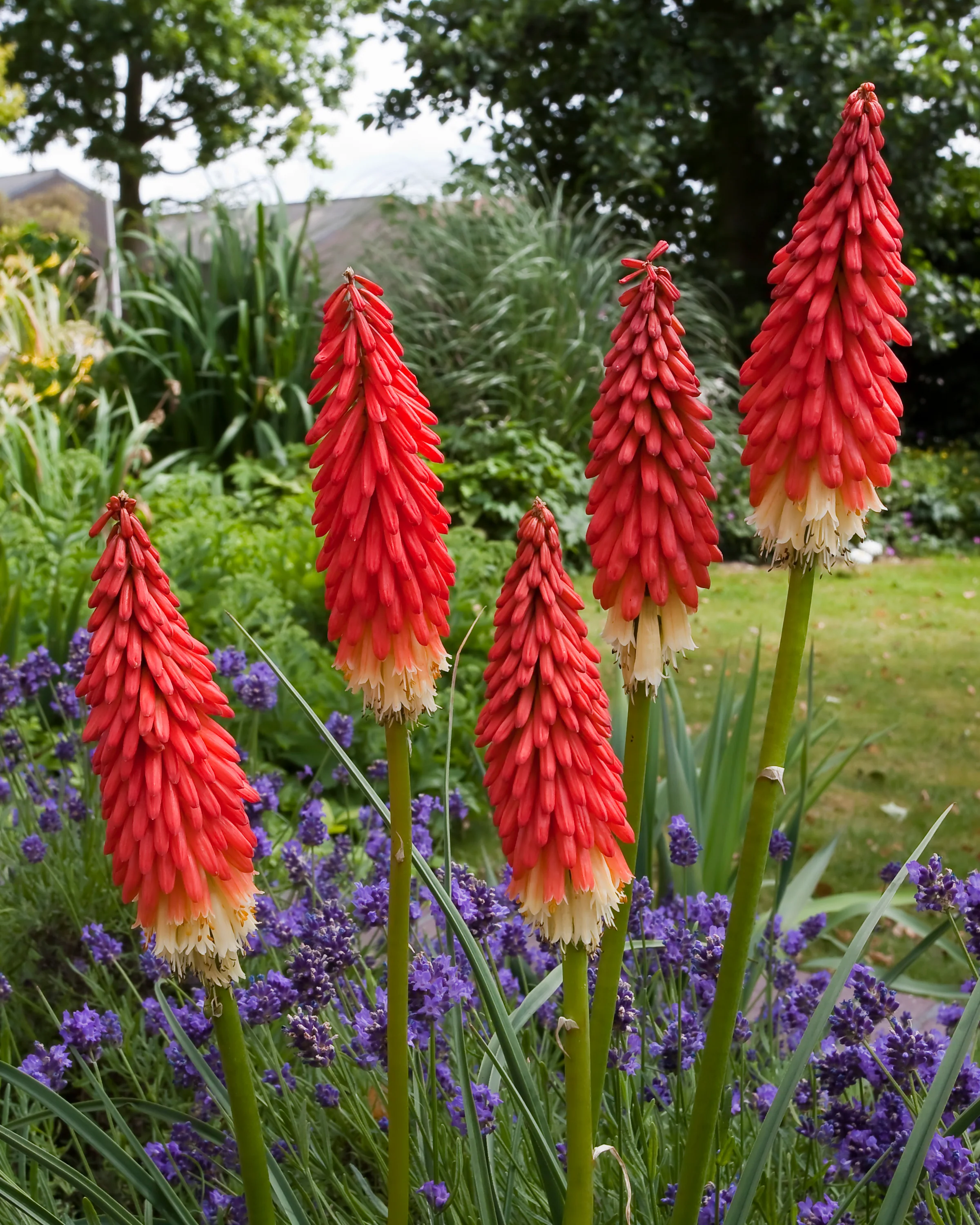 Kniphofia bulbs (Red Hot Poker)
